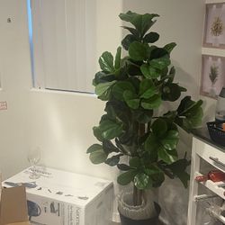 Beautiful Fiddle Leaf Fig Plant!