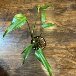 Burle Marx Flame Plant 