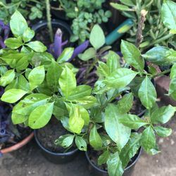 Planta Uña De Gato Es Muy Bueno Para Diabetes Tiene Muchas Beneficios 