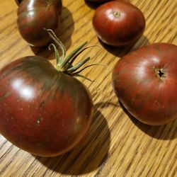 Rare Organic Berkeley Pink Tie Dye Tomato Seeds And Plants! 2026 SEASON EARLY RELEASE!
