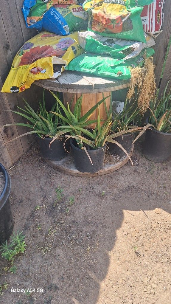 Plant Sale