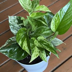 Marble Queen Pothos 