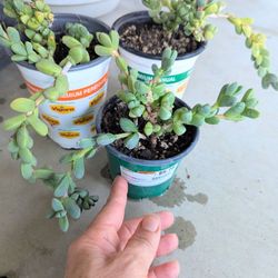 Lot Of Three Pots Of Succulent Plants.....Tres Macetas De Plantas Sacculentas 
