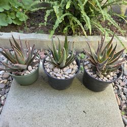 Sword Fish Cactus All 3 For $20.00   Or $8.00  Each 
