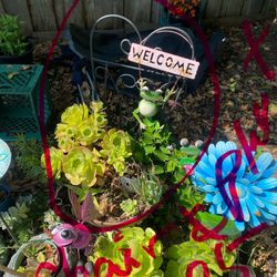 Live Succulents Plants