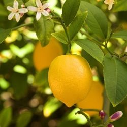 lemon Grafted  Trees 🌳 In  3gal Arboles  de limon 