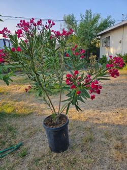 Large Red Oleander