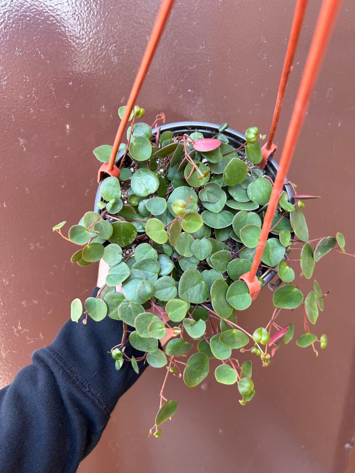 6” Peperomia Ruby Cascade