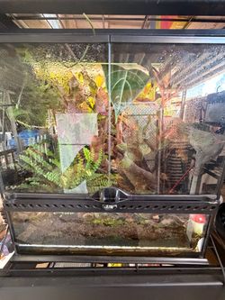 Bio active terrarium w/ bronze turquoise dart frog