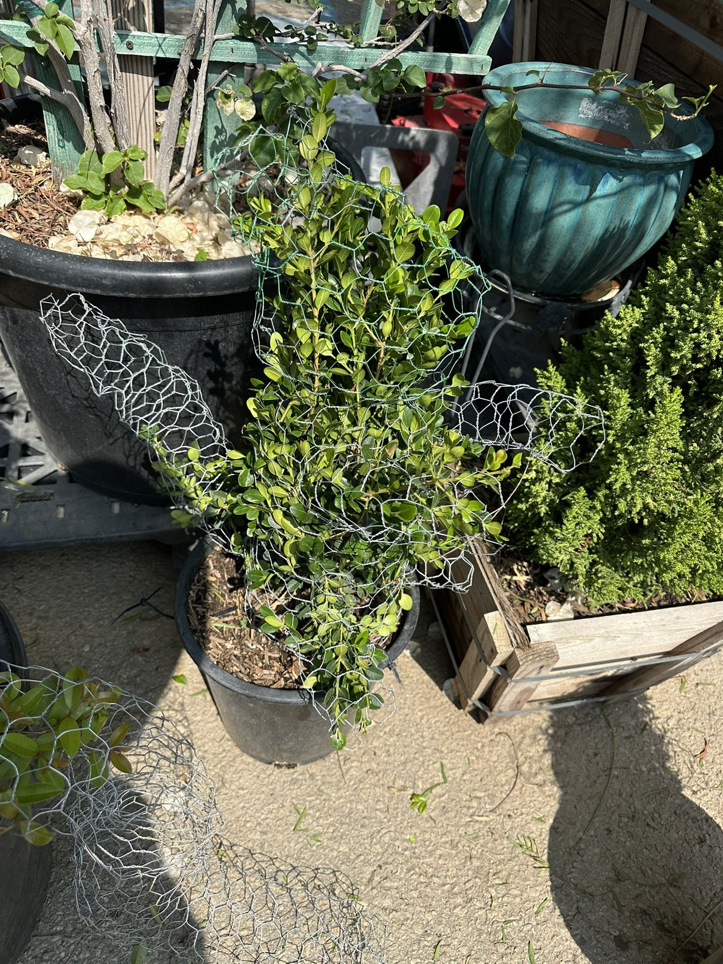 Squirrel Topiary Bonsai, Ardilla
