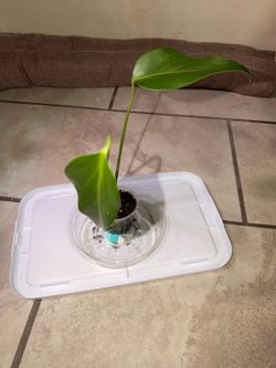 Houseplant
