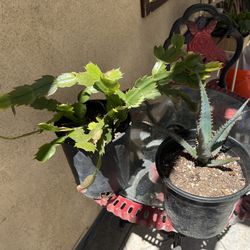 Cactus & Succulent Plants 