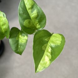 Global Green Pothos - 4-6” Unrooted Cutting