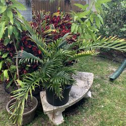 Shrub tree plant for sale $20