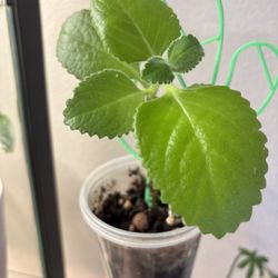 Indoor Mint Has A Very Pleasant Smell