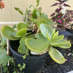 Beautiful Plant For Sale 