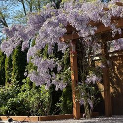 Over 10ft Wisteria