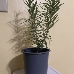 Rosemary 