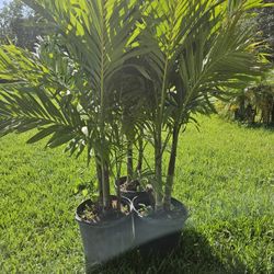 Christmas Palms About 7 Feet Tall Instant Privacy Hedge For Fence 