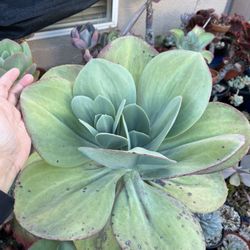 Succulent Collection 