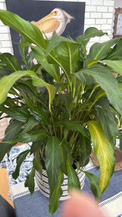 Peace lily spathiphyllum in 6 inch pot