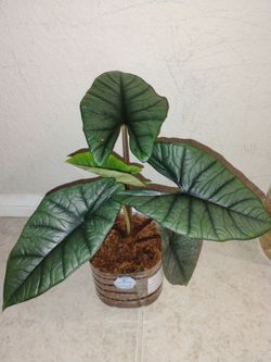 Huge Alocasia Bisma