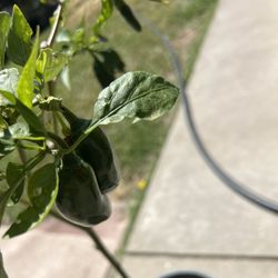 Chili plant/ Planta de chile