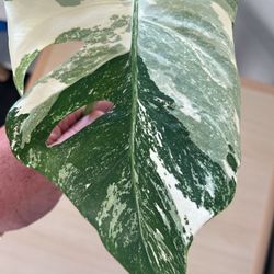Monstera Albo Cuttings for Sale in Rialto, CA - OfferUp