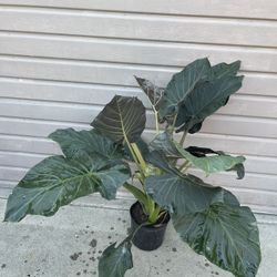10”big Alocasia Regal Shield 4 Feet Tall 
