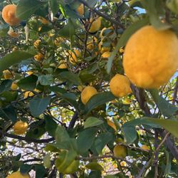 Yellow Lemons/25 Ct 