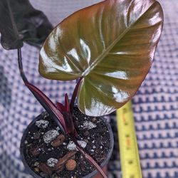 Dark Lord Philodendron 