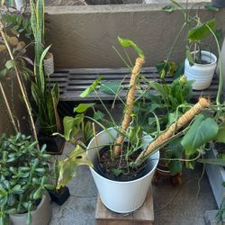 Plants For Sale - Pots/stands Included (See Description For Prices)