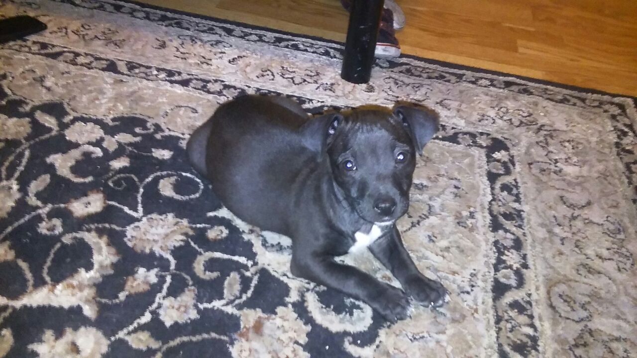Pitbull puppy