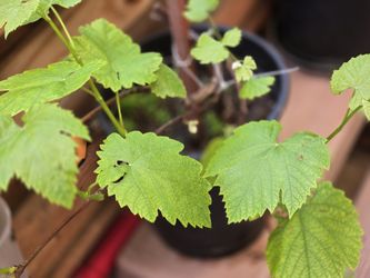 Grape fruit tree (pixie grape) very sweet grape