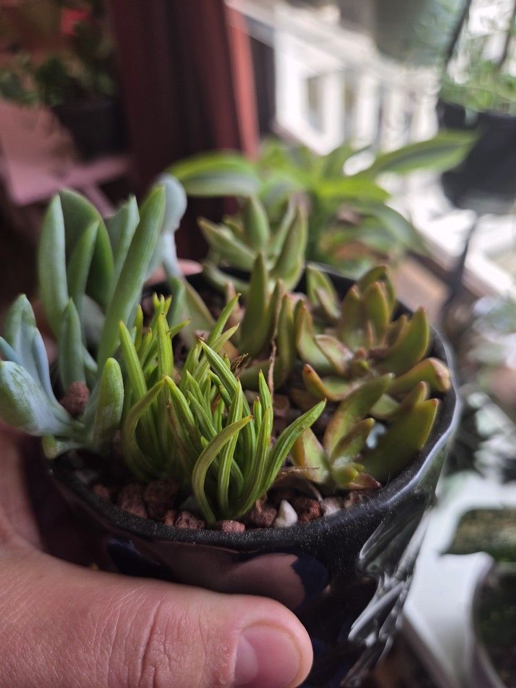 4" FLAWED BLACK POT OF SUCCLENTS
