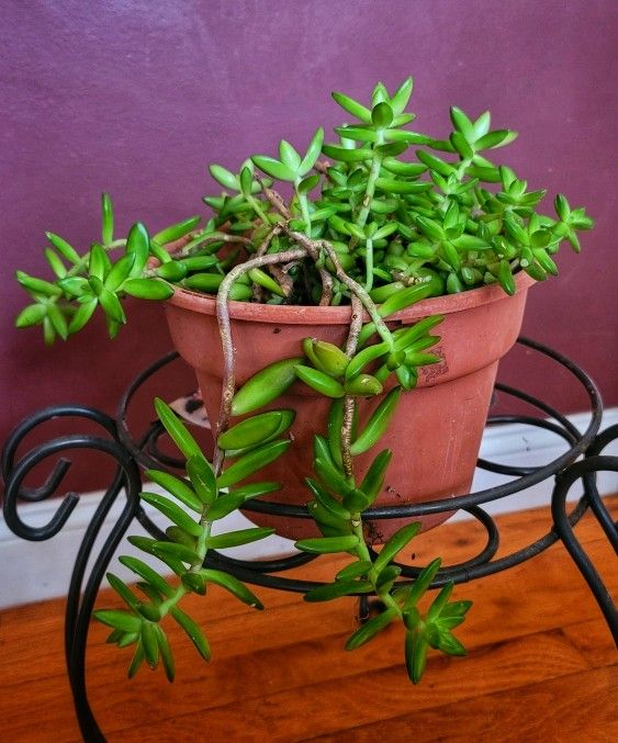 HEALTHY SEDUM SUCCULENT PLANT IN A 9" PLASTIC POT