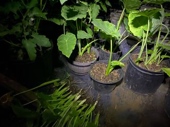 COLOCASIA ELEPHANT EARS/ BẠC HÀ