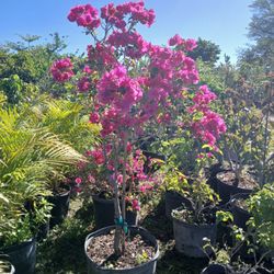 Huge Sale Bougainvillea Tree On Sale Now $110