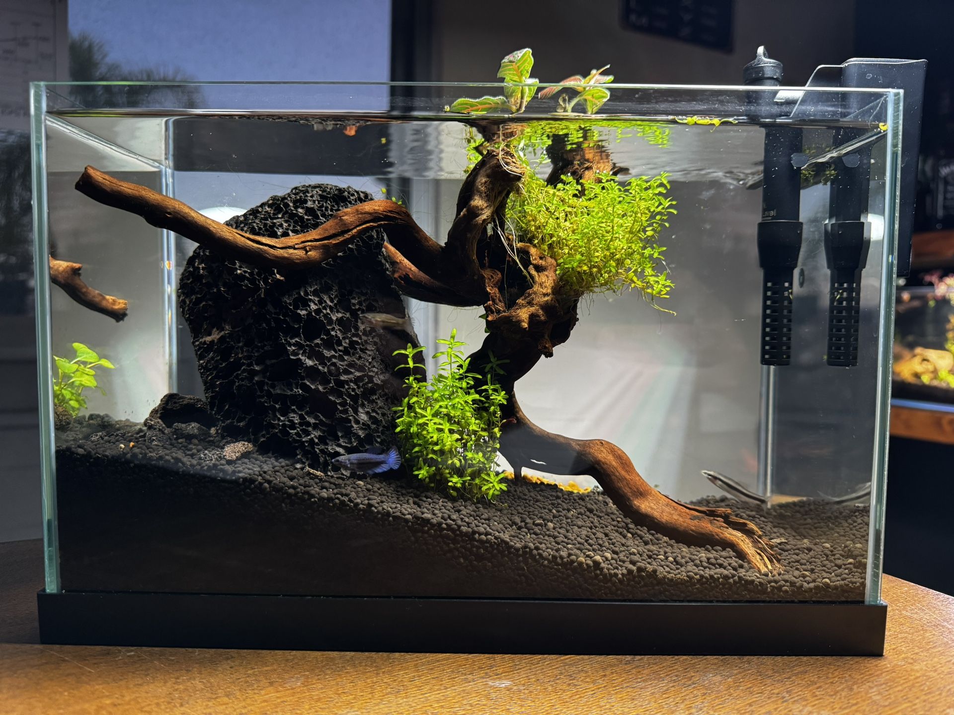 3 Gallon Fish tank (High-end Bonsai Tank)