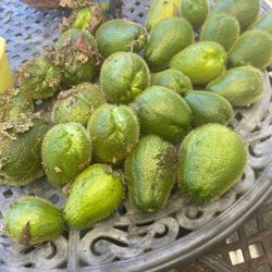 Pirata Planta Chayotes