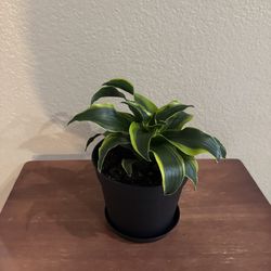 Draceana “Lemon-Lime Tornado” Plant