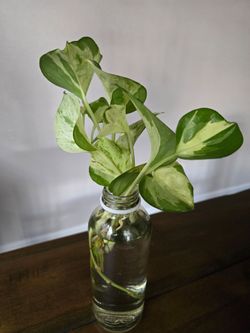 Live plant, manjula pothos cuttings