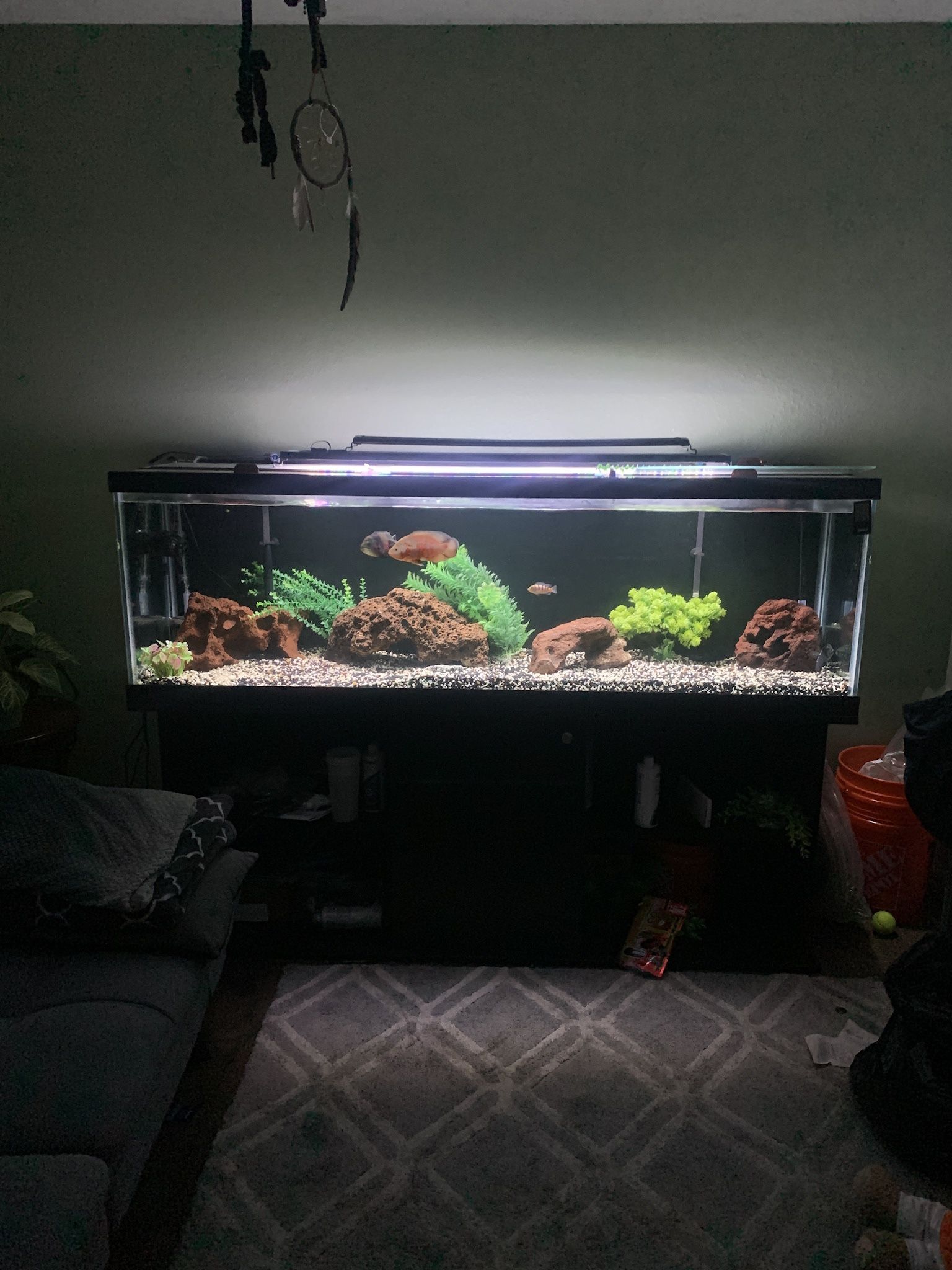Fish Tank