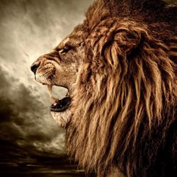 Roaring Lion Tempered Glass