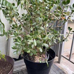 Free Big Jade Plants In Pot