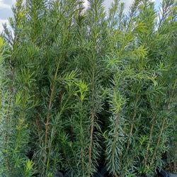 Huge Podocarpus Over 4 Feet Tall Instant Privacy Hedge For Fence