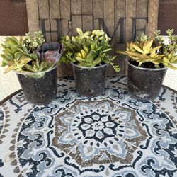 Succulent Arrangements - 5 Inch Pots 