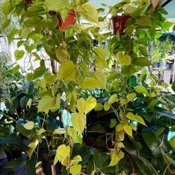 Plants (6”pot Neon philodendron $20 each)