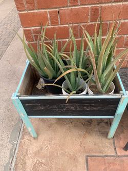Aloe Vera Plants