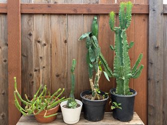 Moving Sale – Plants for Cheap